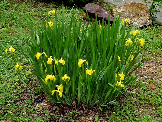{Iris pseudacorus}